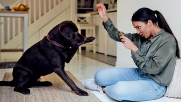 Positive reinforcement training | The Humane Society of the United States